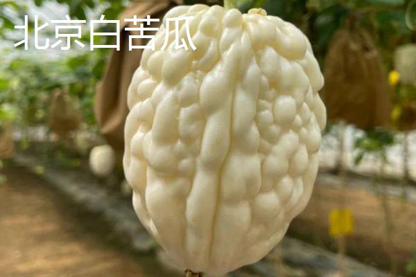 癞葡萄和苦瓜有什么区别，癞葡萄属于水果、苦瓜属于蔬菜