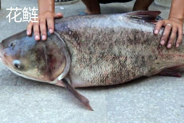 花鲢和白鲢的区别，花鲢两侧有黑斑、白鲢两侧呈银白色