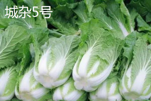 早熟的大白菜品种，这6个品种长势旺口感好