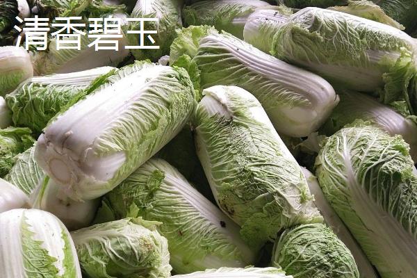 早熟的大白菜品种，这6个品种长势旺口感好