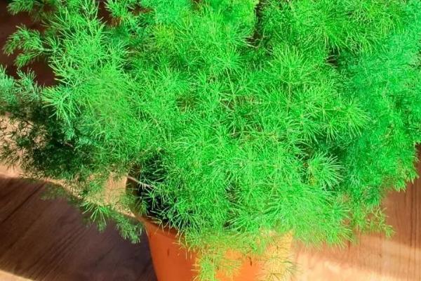蓬莱松简介，是多年生常绿草本植物