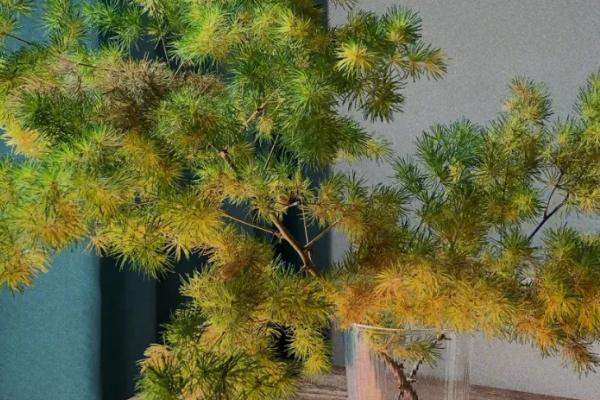 蓬莱松简介，是多年生常绿草本植物