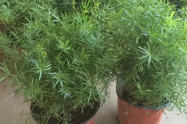 蓬莱松简介，是多年生常绿草本植物