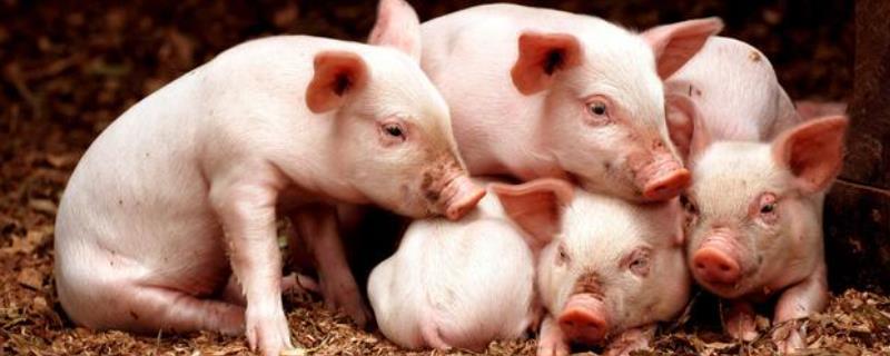 小苏打在养猪中的作用，可促进生长增体重