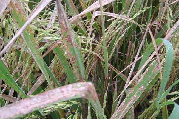 水稻药害的症状，慢性与急性病症不同