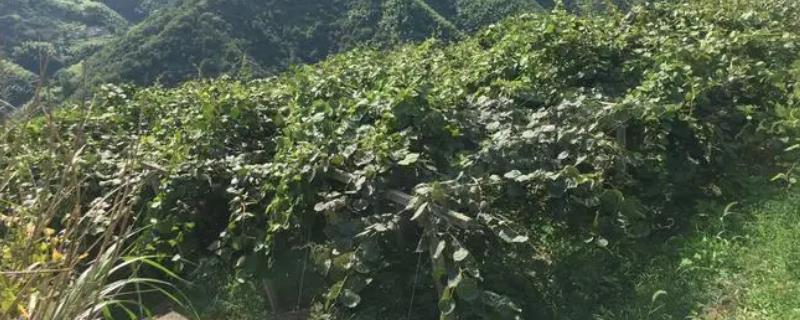 种植猕猴桃的海拔，通常以200-800米为宜