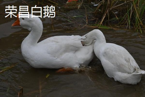 重庆市荣昌区的特产，盘龙生姜深受消费者欢迎