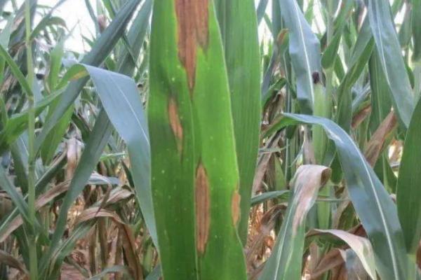 如何防治玉米斑枯病，雨后要及时排水、控制田间湿度