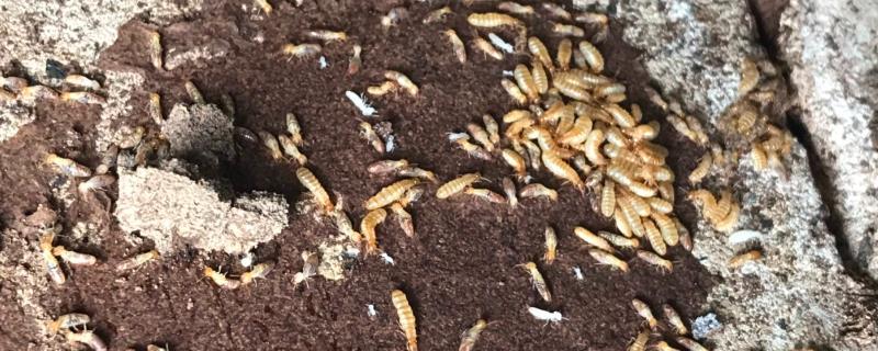 怎样才能彻底消灭白蚁，分群孔内喷撒灭蚁粉