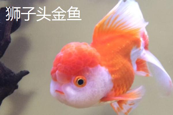 买金鱼去哪里买，选择正规的市场购买较好