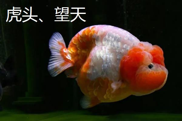 买金鱼去哪里买，选择正规的市场购买较好
