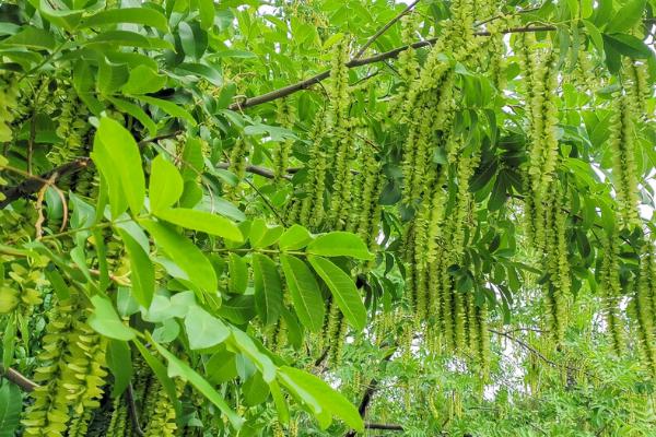 哪些植物可以防治茶叶害虫，苦楝树叶、枫杨树叶、松针叶均有防虫效果