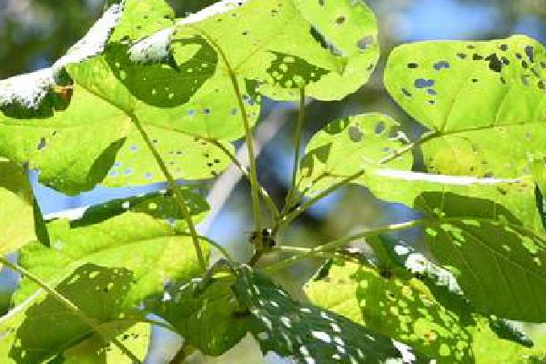 哪些植物可以防治茶叶害虫，苦楝树叶、枫杨树叶、松针叶均有防虫效果