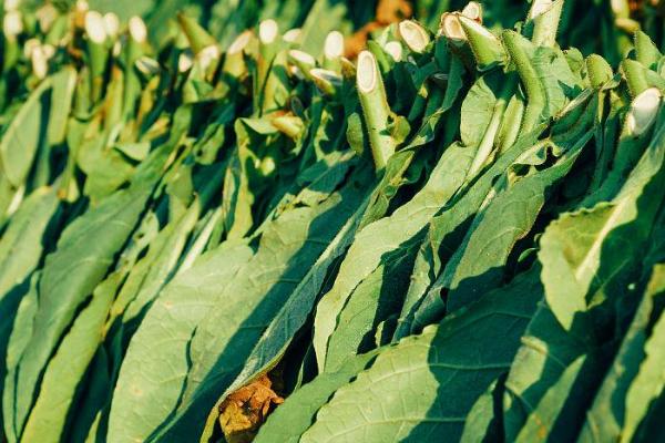 哪些植物可以防治茶叶害虫，苦楝树叶、枫杨树叶、松针叶均有防虫效果