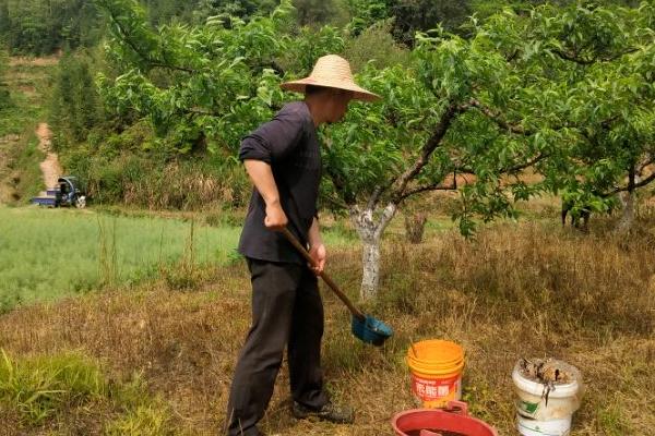桃树秋施基肥的方法，可在行间开沟施肥
