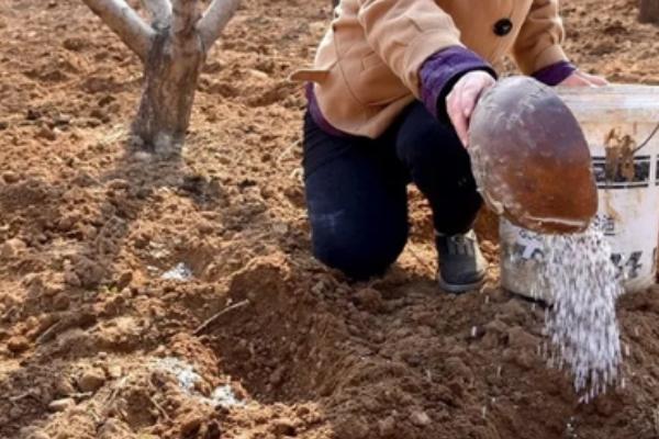 桃树秋施基肥的方法，可在行间开沟施肥