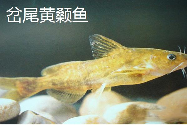 黄骨鱼是什么鱼，属于淡水鱼类