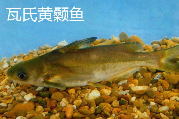 黄骨鱼是什么鱼，属于淡水鱼类