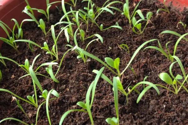 夏天种植菠菜如何处理种子，用凉水浸泡12-24小时、经过催芽即可播种