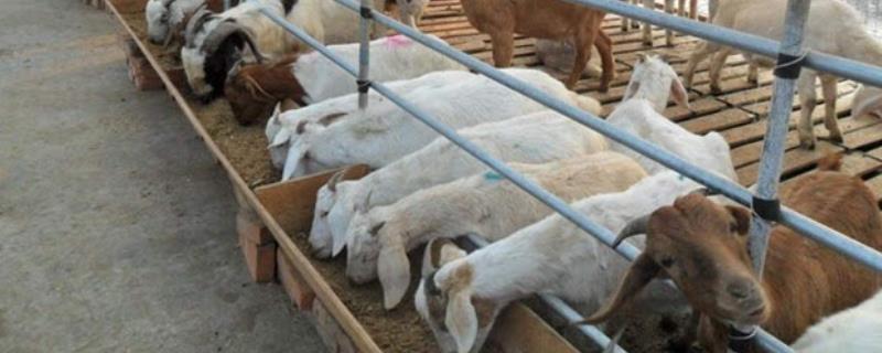 建设标准化养羊场的原则，羊舍面积应根据羊的数量和饲养方法而定