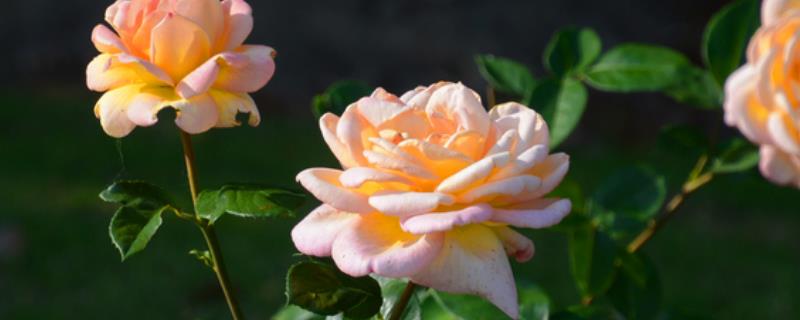 最美的月季花品种，蒙娜丽莎的花型和花色堪称一绝