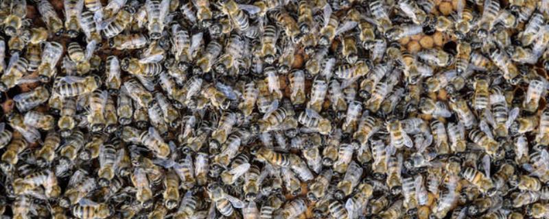 蜜蜂的发育过程，三型蜂的发育大不相同