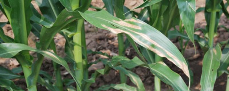 如何防治玉米斑枯病，雨后要及时排水、控制田间湿度