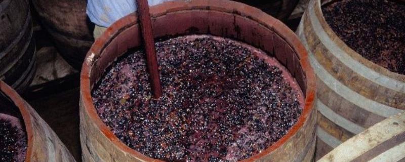 哪些葡萄品种用来酿酒，巴贝拉、布鲁奈罗、品丽珠等品种均可酿酒