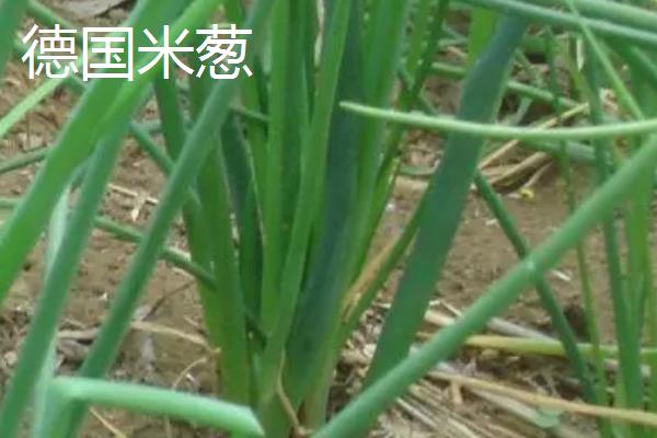 小葱的产地，原产于西伯利亚