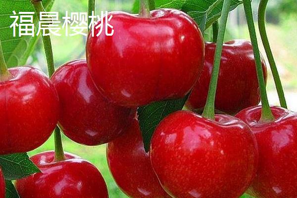 果大的樱桃品种，不同品种成熟后的颜色有差异