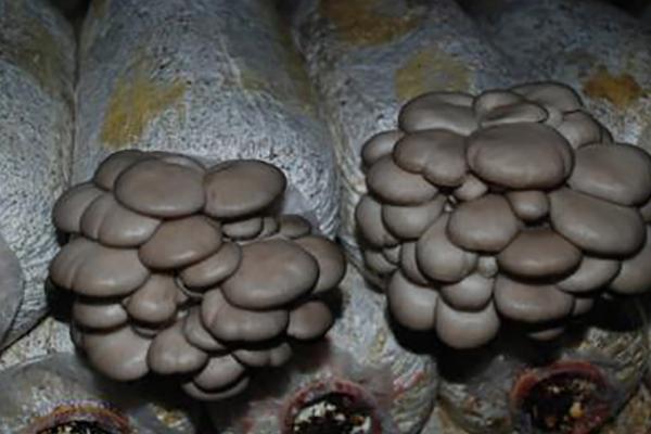 平菇出菇期管理技术，首先要调节好温度和湿度