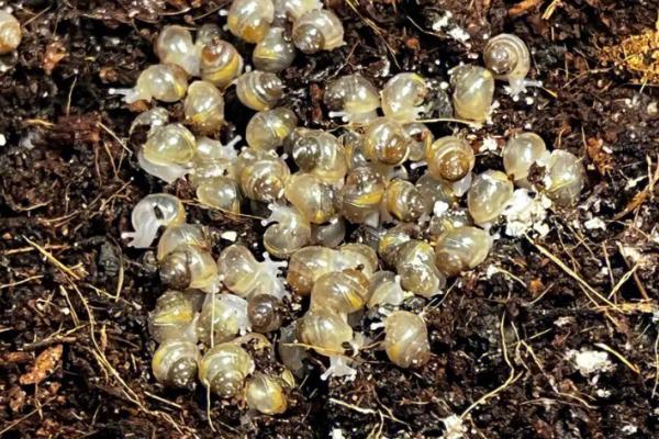 怎么提高蜗牛卵的孵化率，可采用覆土孵化法、盖布孵化法