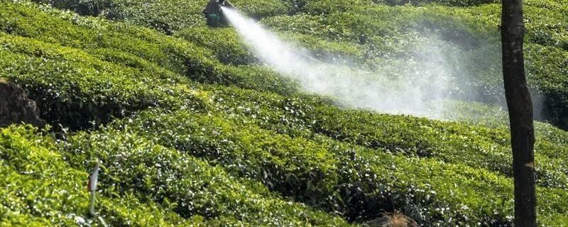 哪些植物可以防治茶叶害虫，苦楝树叶、枫杨树叶、松针叶均有防虫效果