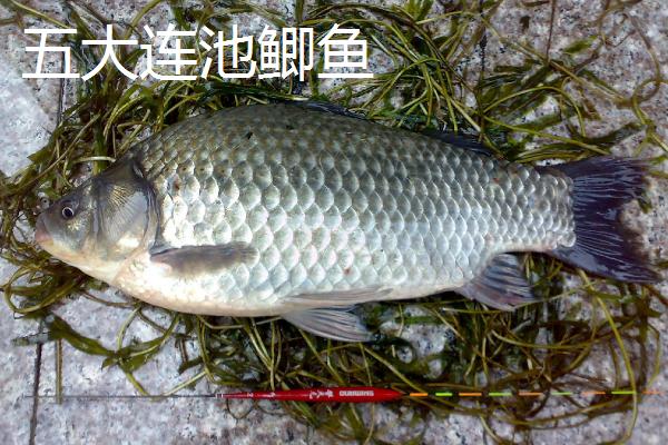 黑龙江五大连池市的特产，连池鸭蛋适合馈赠亲友