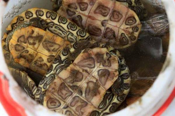 巴西龟冬眠期间如何饲养，放入容器中并覆盖盆栽泥即可