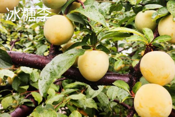 紫翡翠李子的甜度，一般可达到16度左右