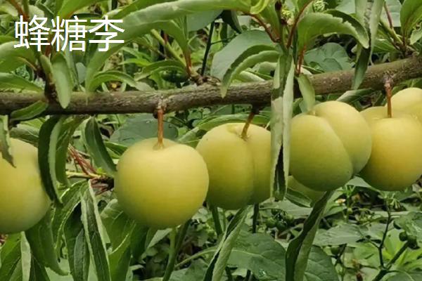 紫翡翠李子的甜度，一般可达到16度左右