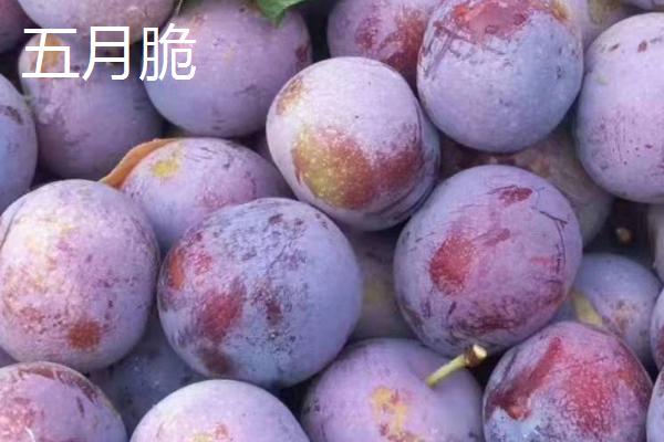 紫翡翠李子的甜度，一般可达到16度左右