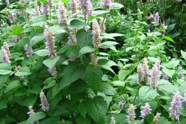 藿香什么时候开花，每年6-9月开花