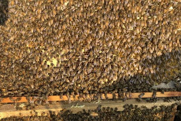 冬季中蜂失王会不会急造王台，可能会造出王台但最好是合并到其它有王群