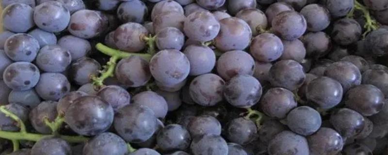 巨峰葡萄的原产地，原产于日本、现在全国多地均有种植