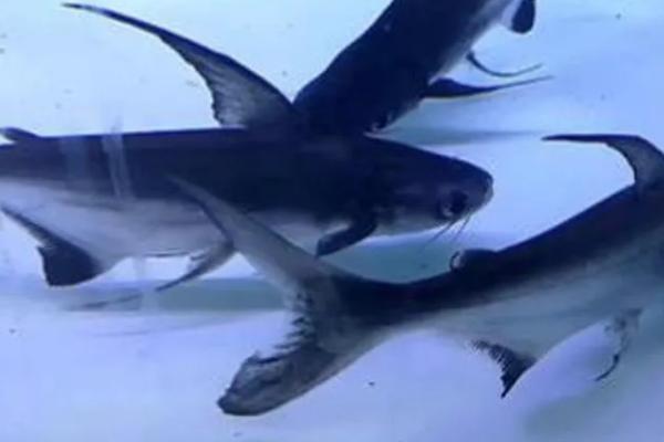 什么是成吉思汗鲨，也叫长丝巨鲇、成吉思汗鱼