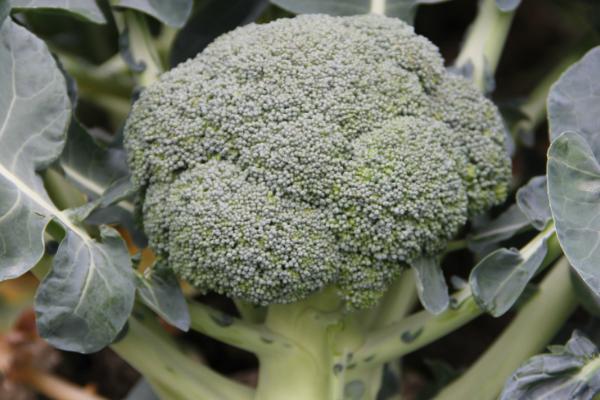 秋天种植的蔬菜有哪些，包括菠菜、香菜、白菜、萝卜等品种
