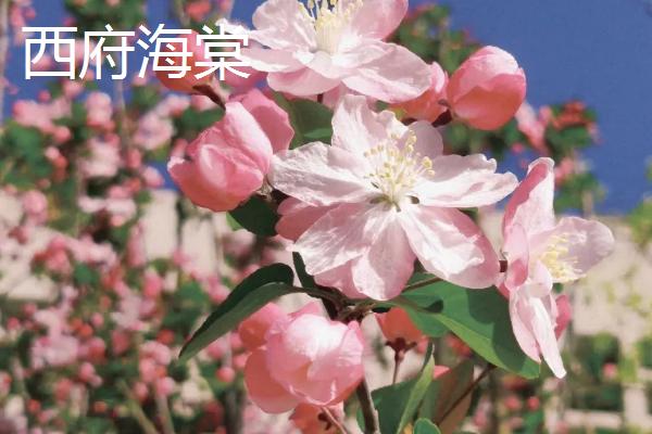 哪里可以购买海棠树，可在山东、江西等省份的苗木市场购买