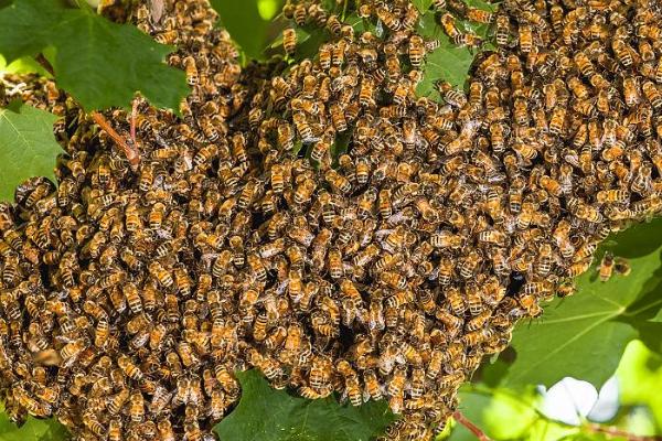 蜜蜂的生活特征，是完全以花为食的昆虫