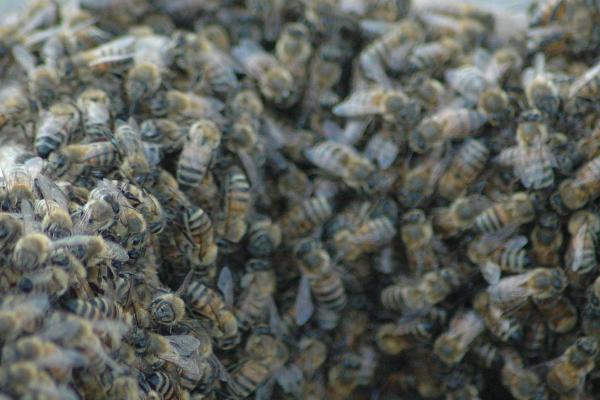 蜜蜂的生活特征，是完全以花为食的昆虫