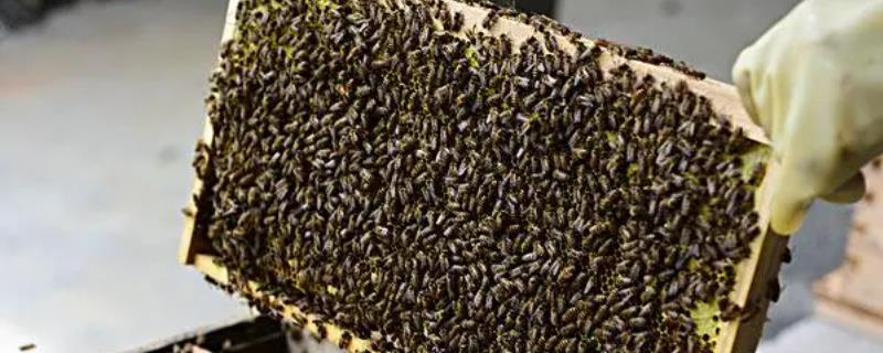养什么蜂具有良好的效益，虎头蜂、意蜂等品种均是适宜选择