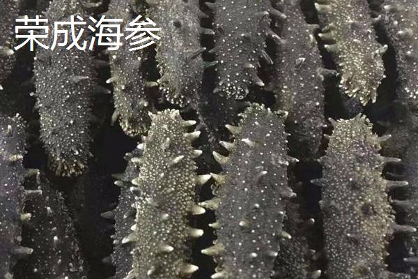 山东荣成的特产，荣成海参堪称参中之王