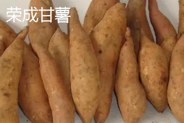 山东荣成的特产，荣成海参堪称参中之王