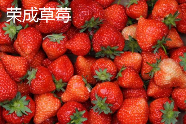 山东荣成的特产，荣成海参堪称参中之王